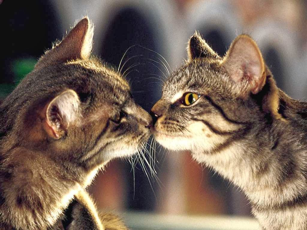 Cute Cat Couple In Love HD Wallpaper Best Love HD Backgrounds Cute Cat Couple In Love HD Wallpaper Best Love HD Backgrounds