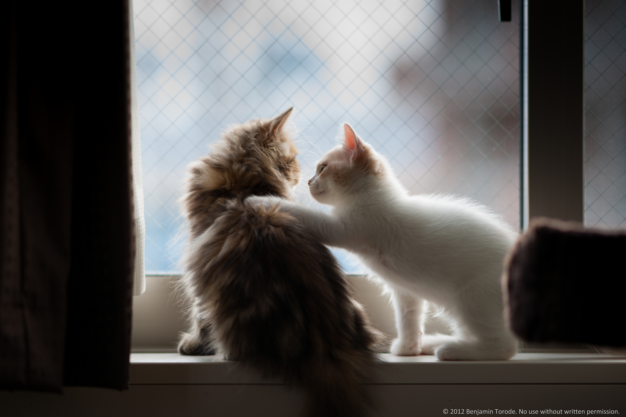 cute kittens, fluffy pair, cats, animal, love, photo, hd, wallpaper