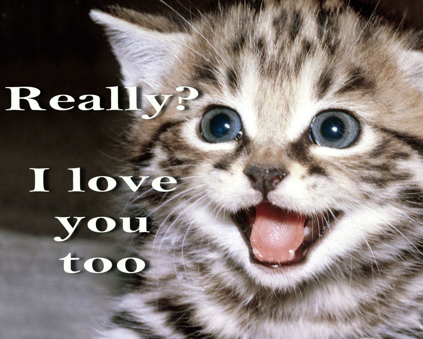 Cat meme quote funny humor grumpy kitten mood love wallpaper ...