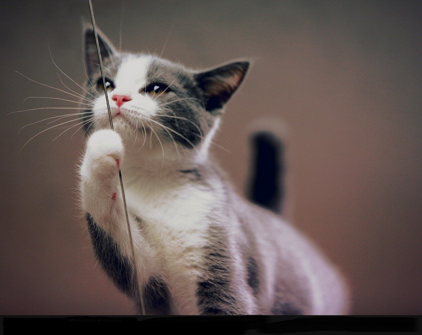 Cats: Love Eye Ponder Beaut Cat Black Cute Free Download Wallpaper ...