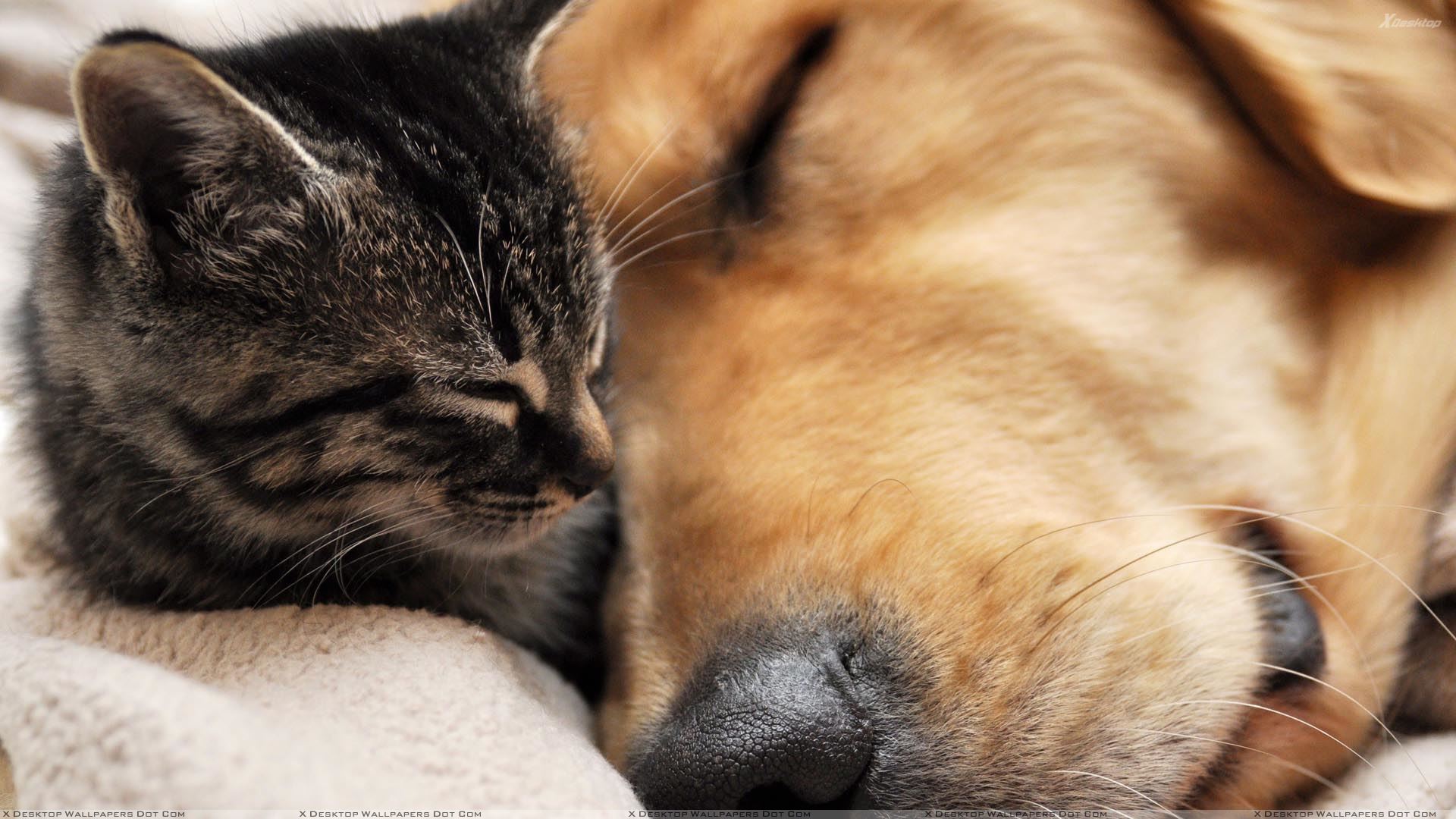 This Is Love, Dog Sleeping With Cat Wallpaper