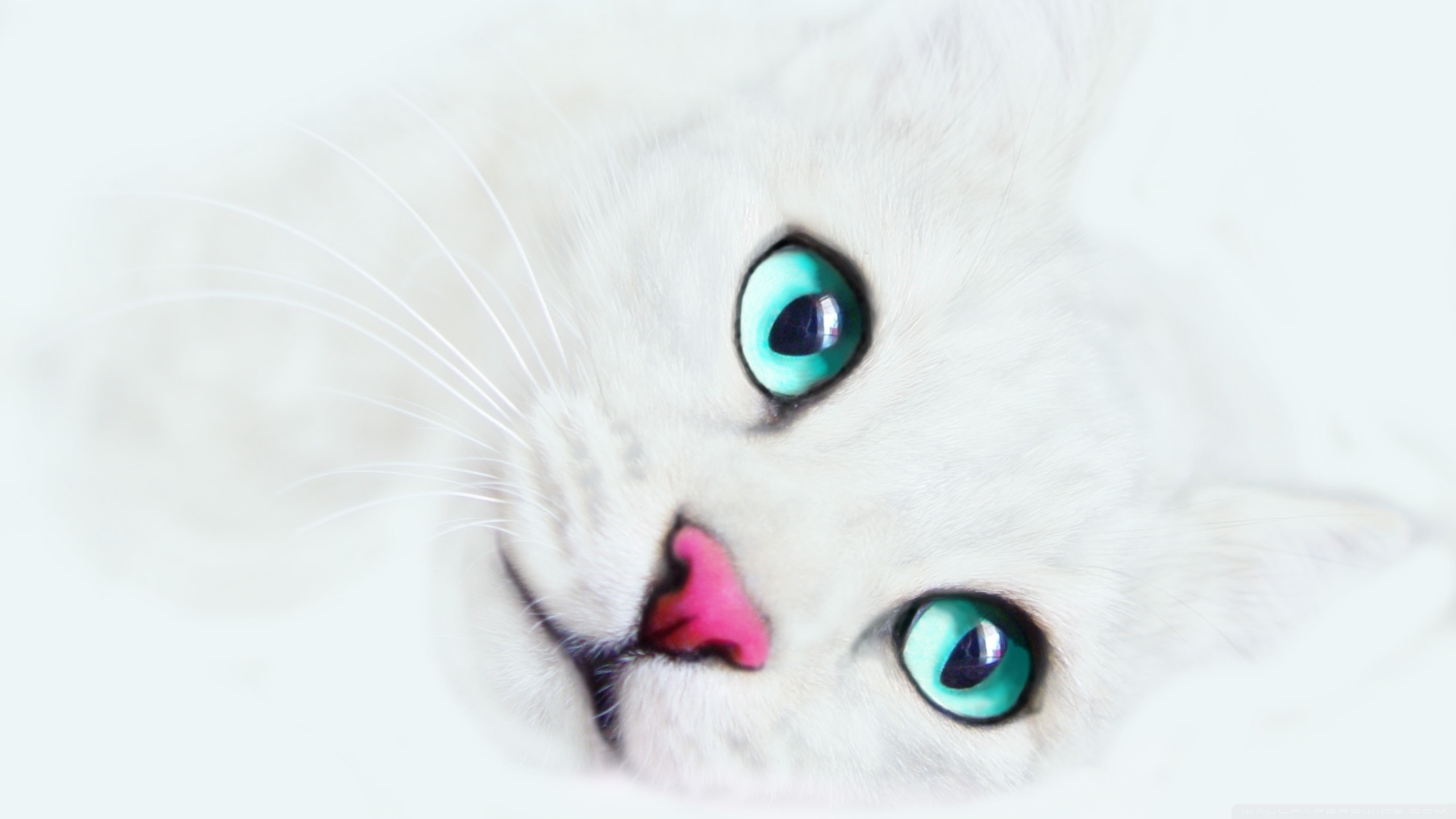 Wallpapers Purple Love White Cat Hd High Definition 2560x1440 ...