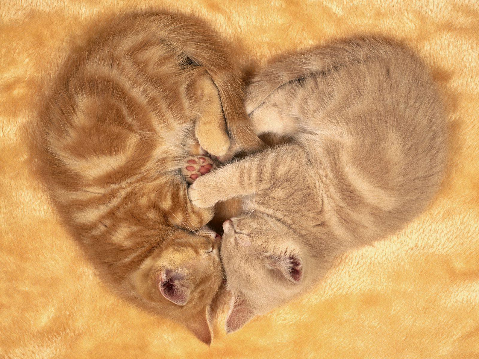 Cats: Love-kats Animal Sleeping Domestic Cat Love Cute Desktop ...