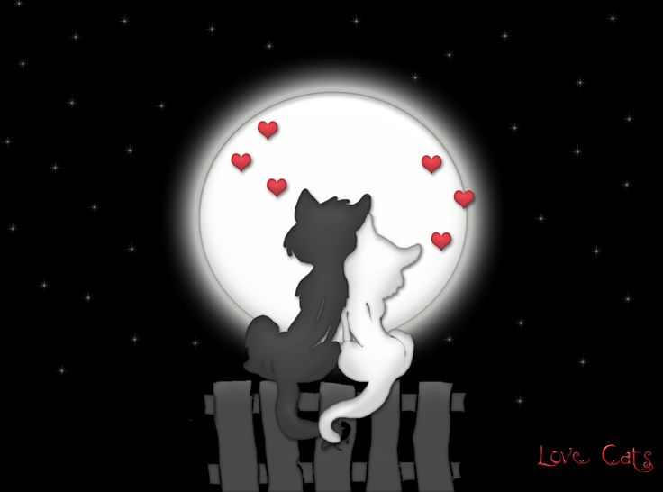 Cool Love Cats Hd Wallpaper | Romantic Wallpapers | Pinterest ...