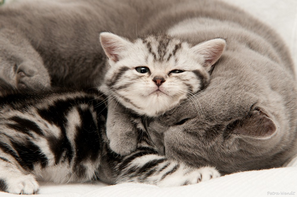 Cats: Cats Love Sleeping Cat Nice Kitten Grey Katzenliebe ...