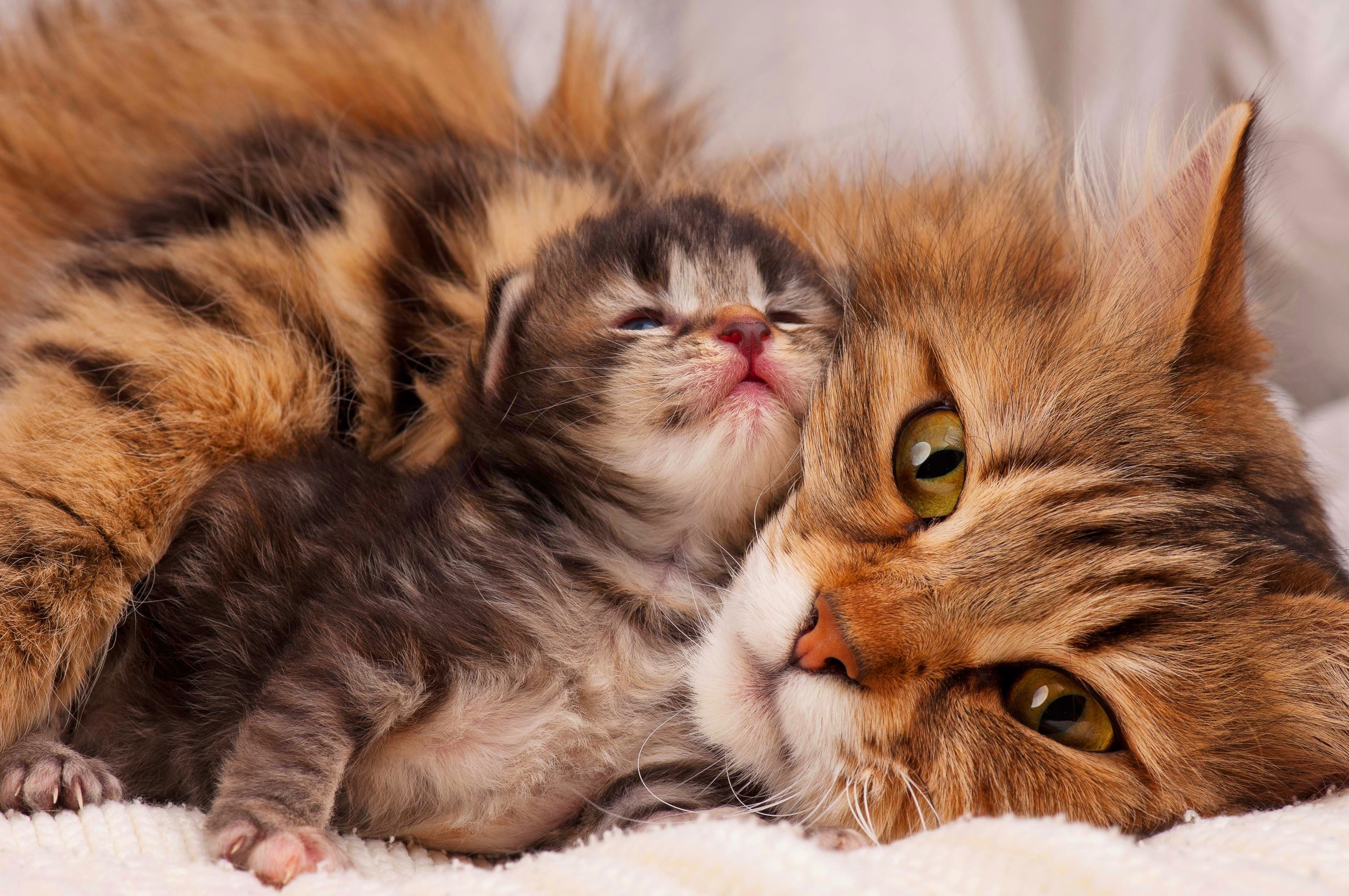 Mother Child Love Beautiful Cat Fluffy Cats High Quality Wallpaper ...