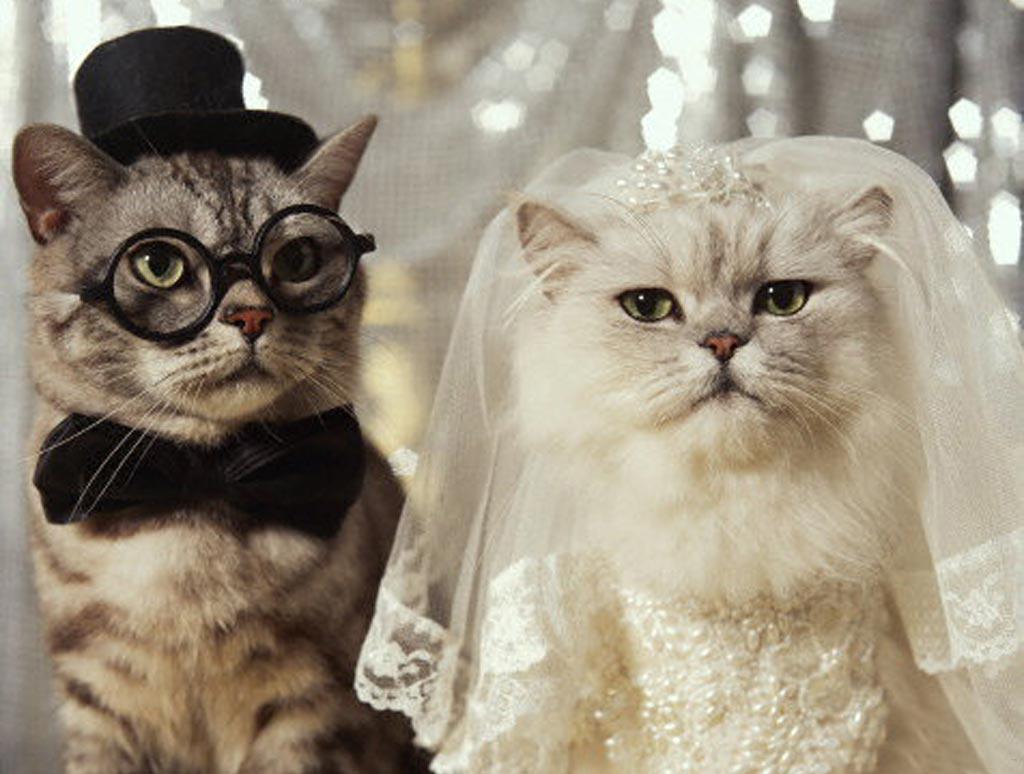 Funny Love Cats Wallpapers HD | I HD Images