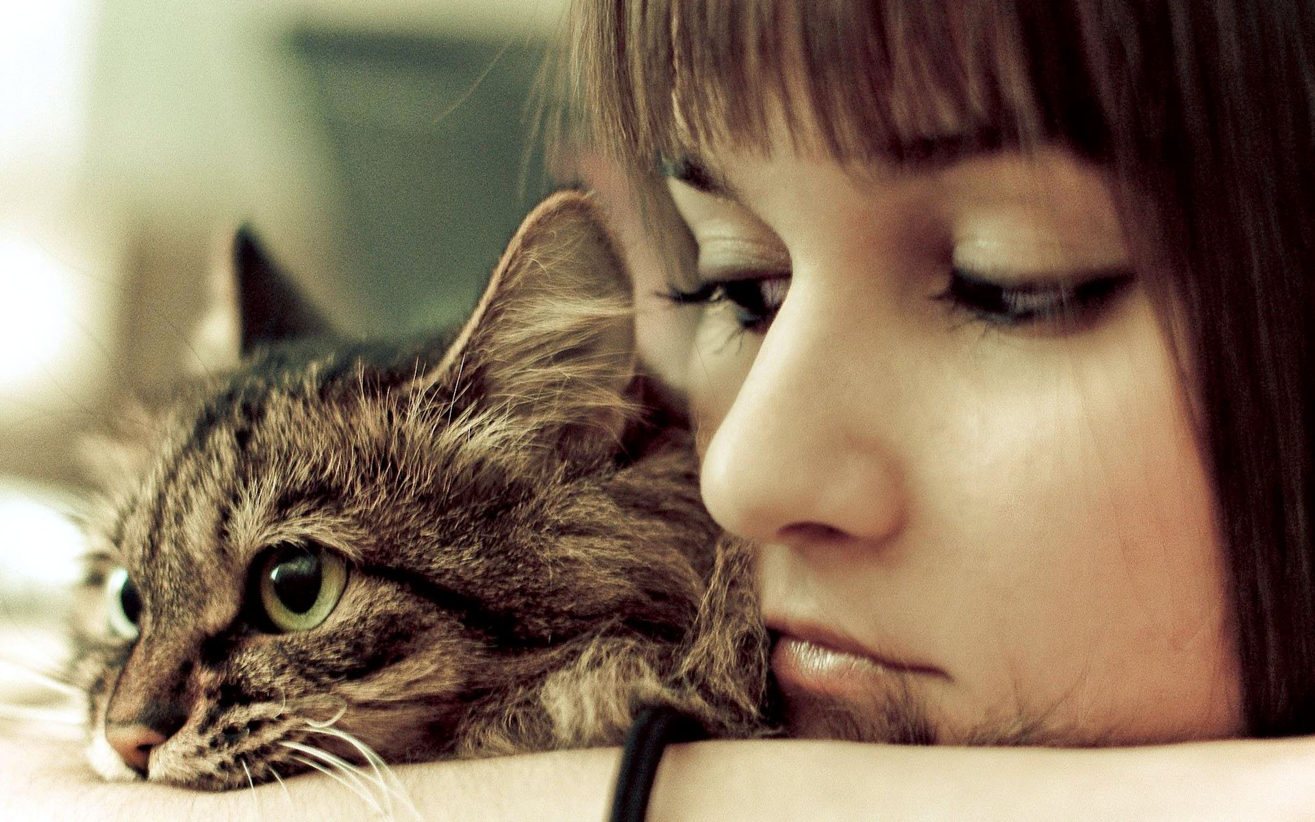 Girl With Cat Pet Love Wallpapers HD / Desktop and Mobile Backgrounds