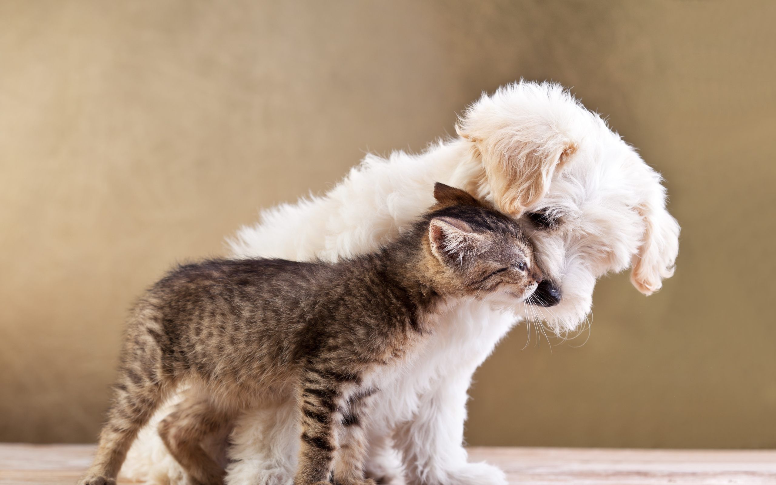 Puppy Cat Animals Love Wallpaper For Desktop & Mobile