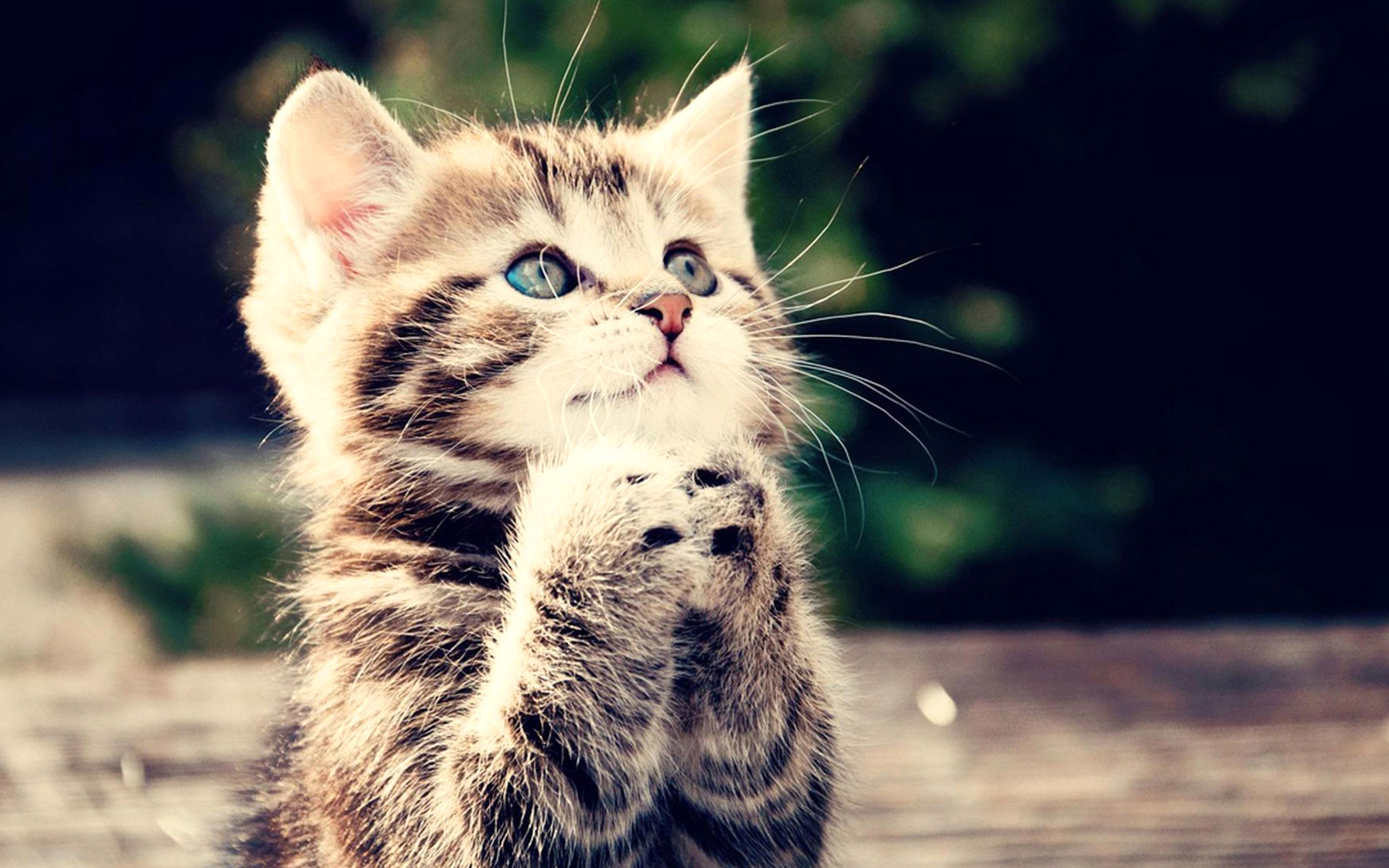 Cute, Cat, Praying, Hd Cat Wallpapers, Kittens, Puffy Cats ...