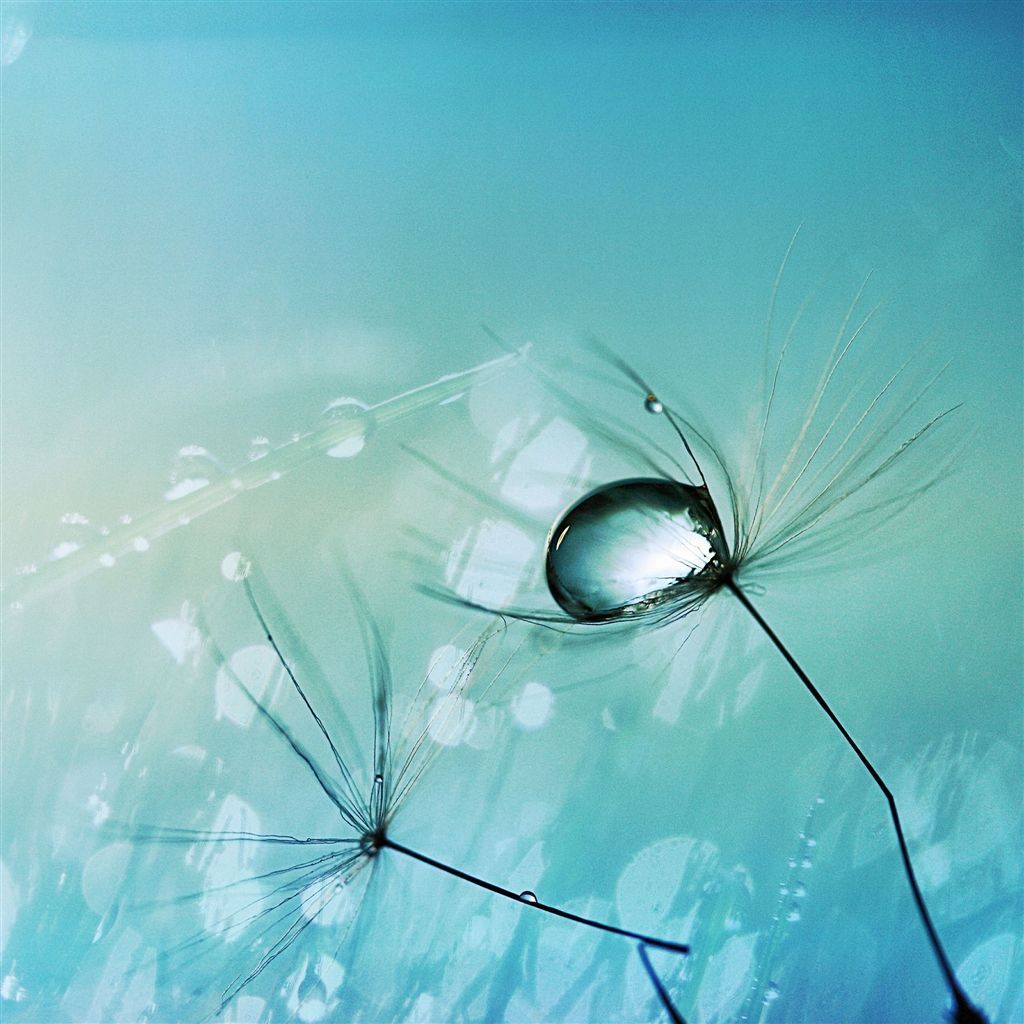 Water Drop on Seed iPad Air Wallpaper Download | iPhone Wallpapers ...