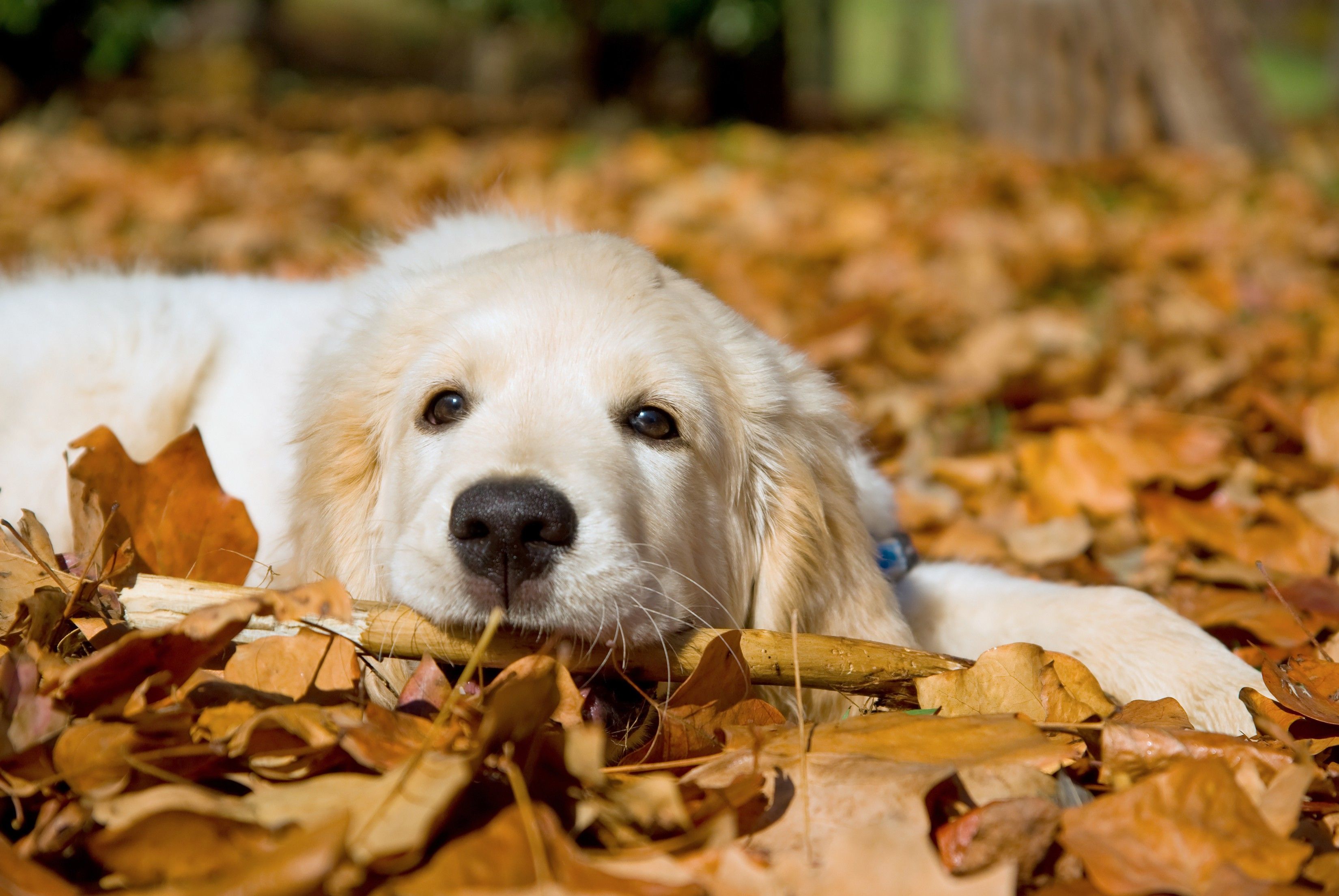 Dogs Feel Good Autumn Dogs White Animals Golden Cute Leaves Dog