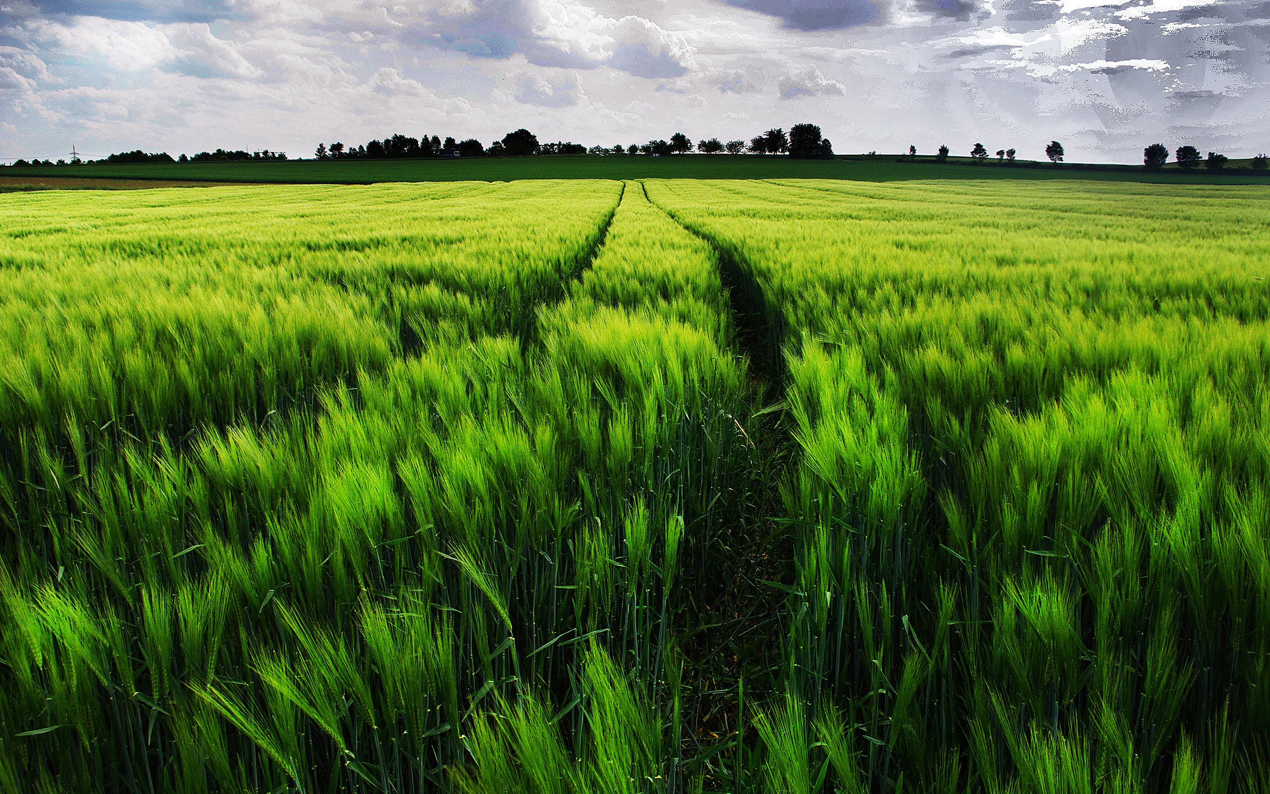 wallpaper: green, grass, field, vast, grassland, wheat, landscape ...