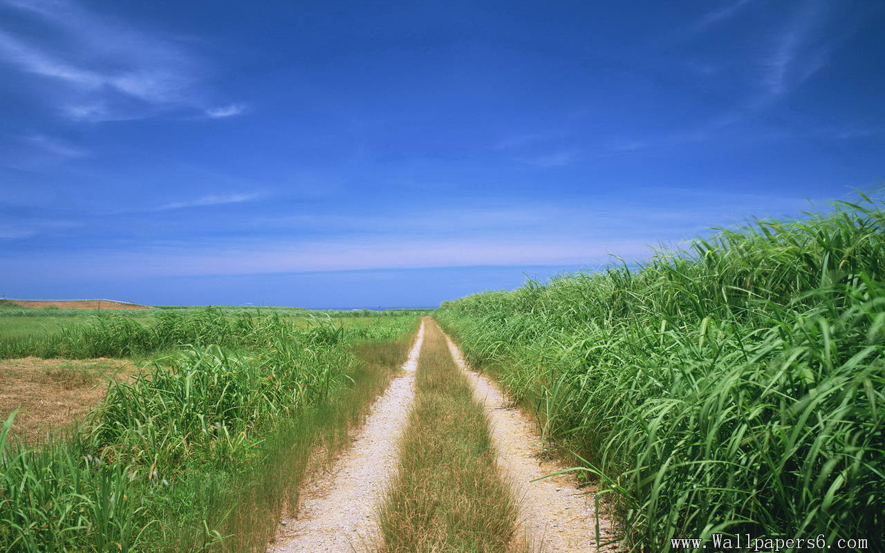 Blue sky.grassland.path － Landscape Wallpapers - Free download ...