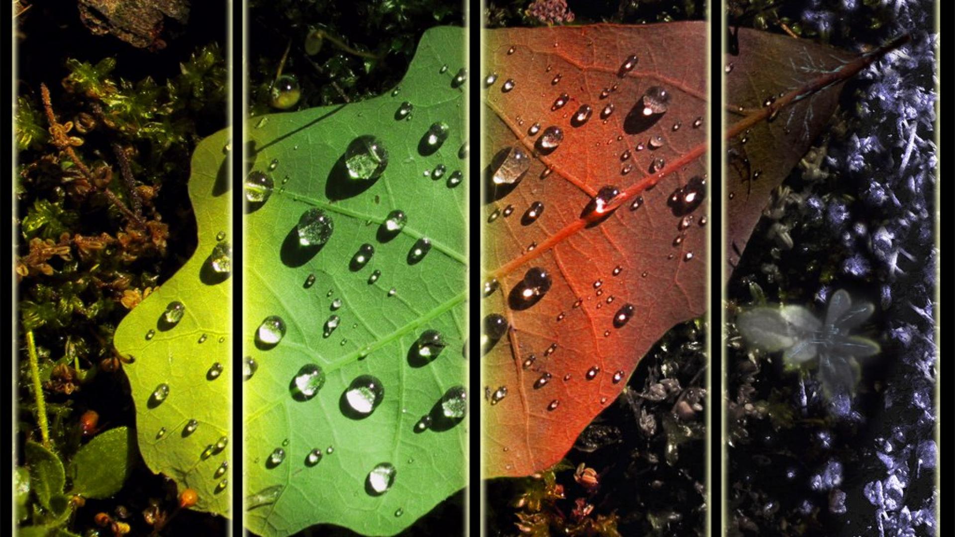Seasons leaves abstract hd wallpaper - HQ Desktop
