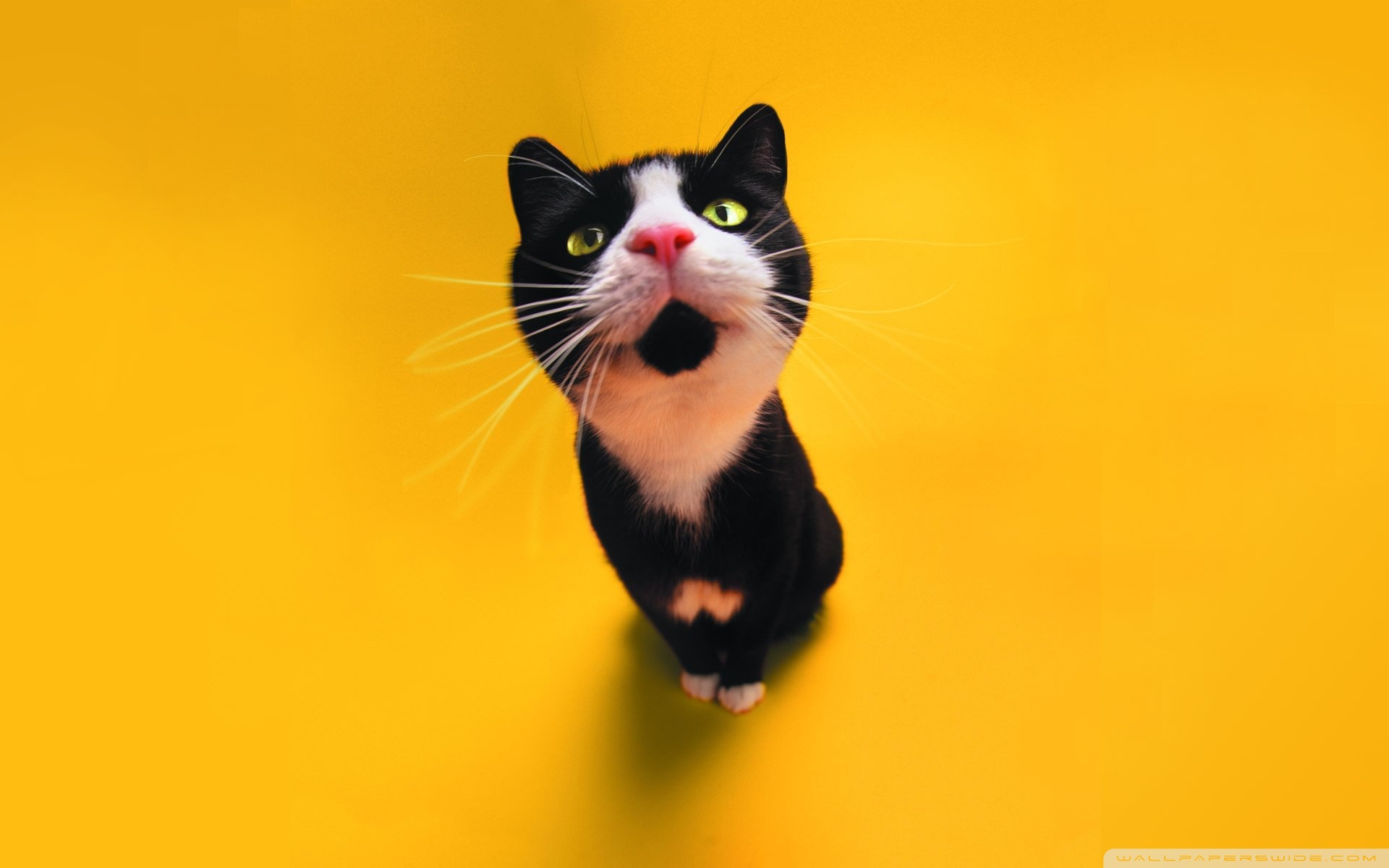 Funny Cat Wallpaper Full HD [1920x1200] - Free wallpaper full hd ...