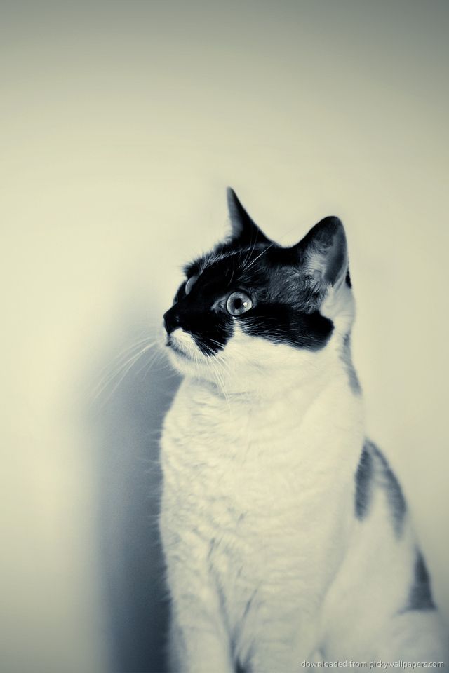 Download Hipster Cat Photo Wallpaper For iPhone 4