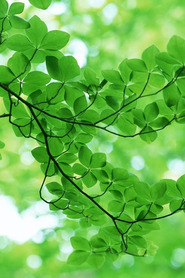 Beautiful Green Branches Iphone 4 Wallpapers Free 640x960 Hd ...