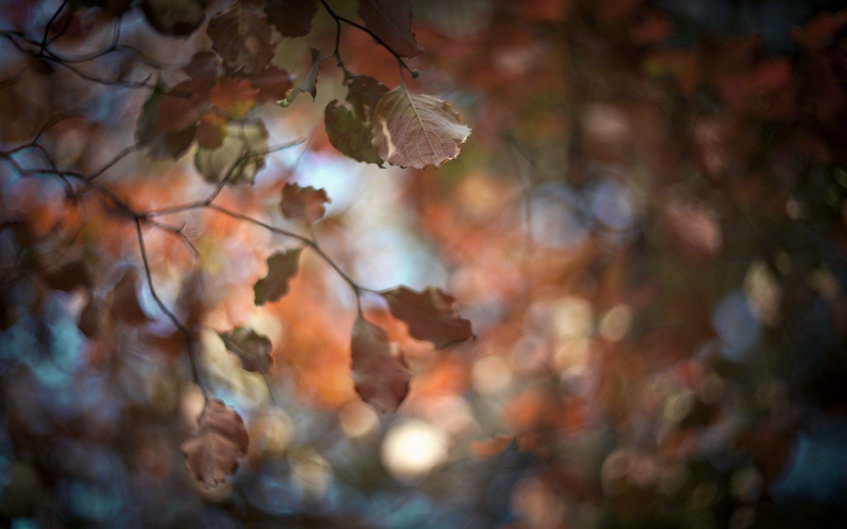 autumn-nature-leaves-blur-hd-wallpaper - Magic4Walls.com