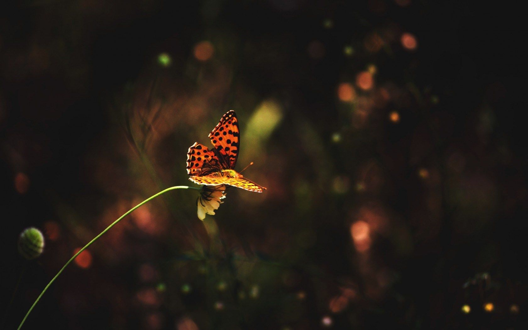 background, blur, dandelion, flower, fluffy, hd, nature, widescreen