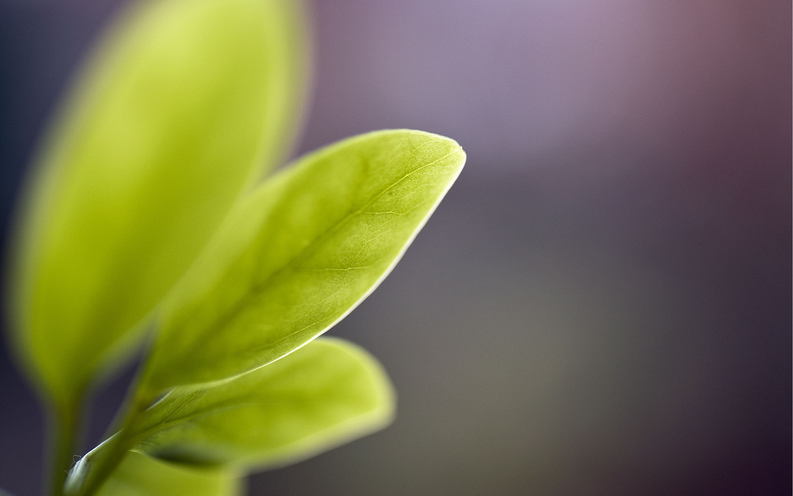 Green leaves Blur Wallpapers | HD Wallpapers