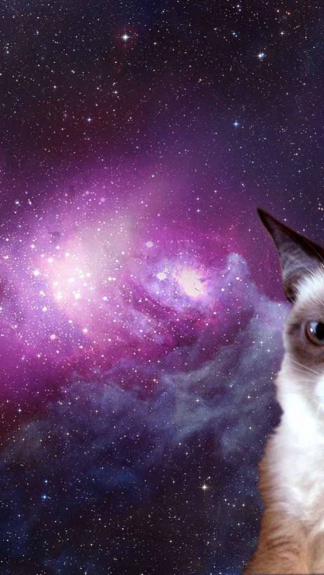 Cat In Space iPhone 5 Wallpaper | ID: 23451
