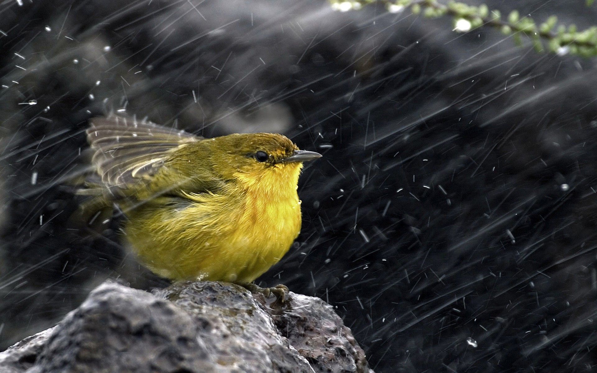 Birds Photos in Rain Free Download | HD Wallpapers | Pictures ...