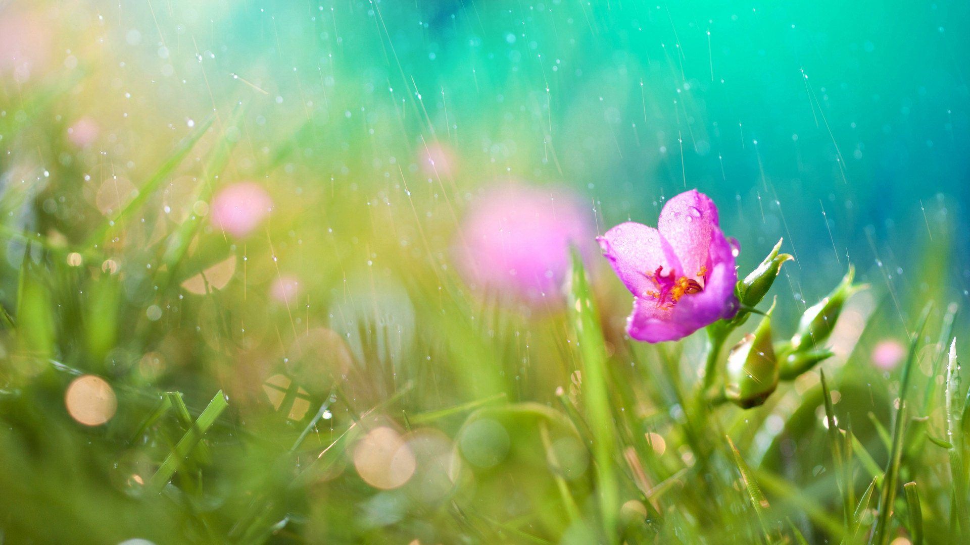 Most Beautiful Rainy Day Wallpaper Gallery | HD Wallpapers ...