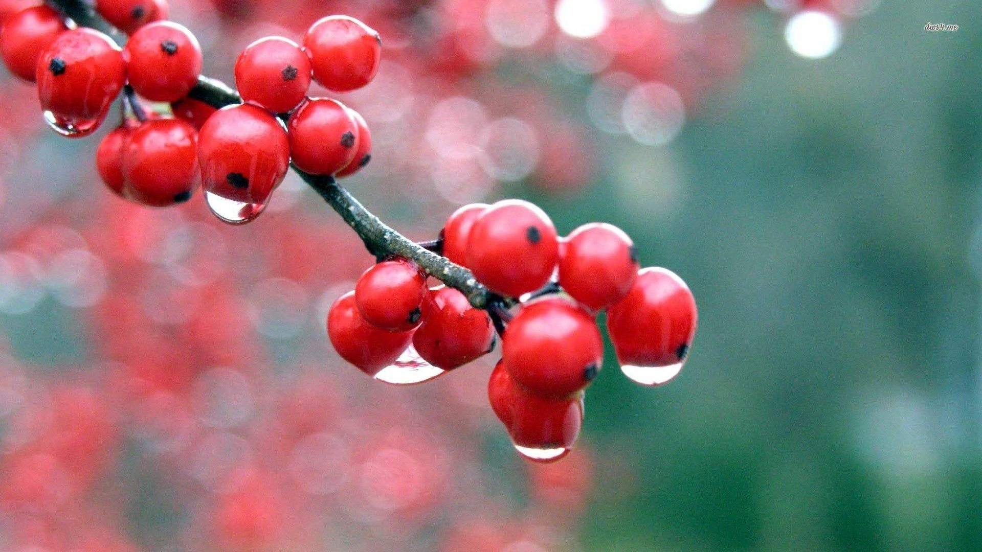Raining on redcurrant wallpaper - Artistic wallpapers - #5577