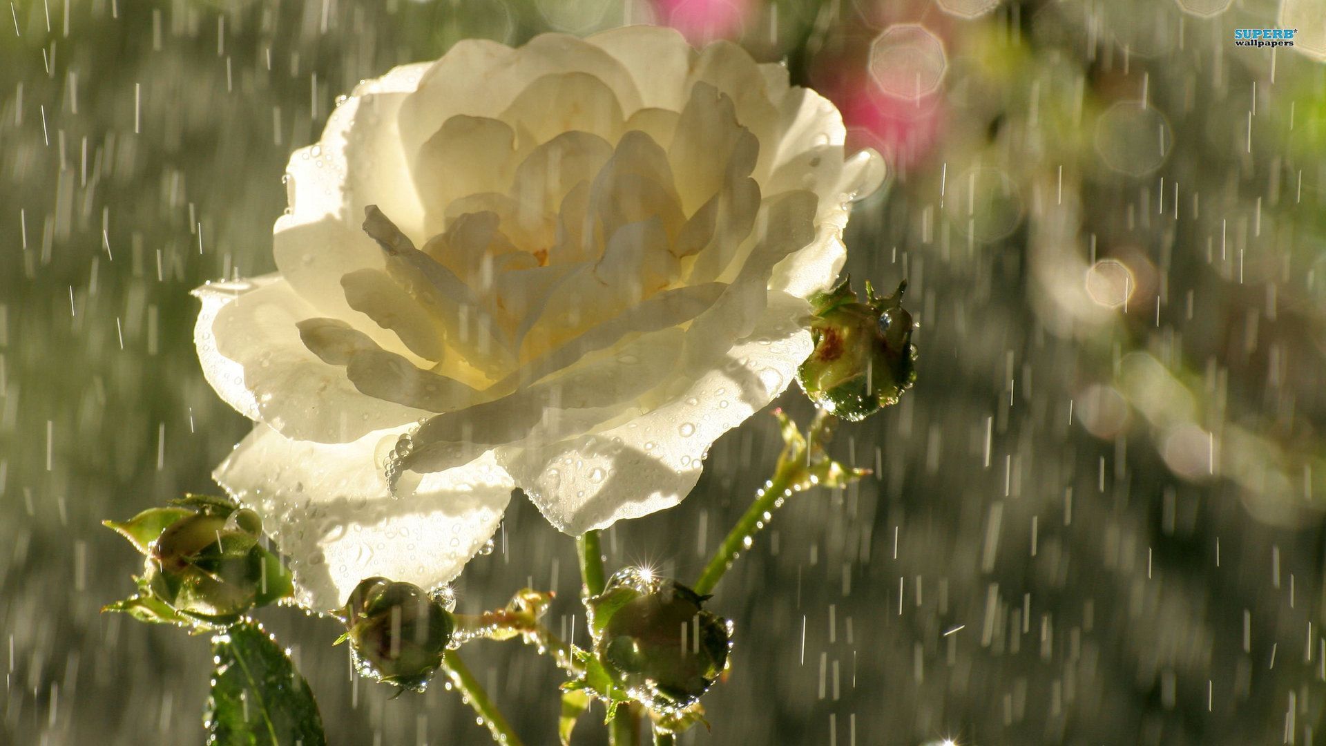 Rose in rain wallpaper - Flower wallpapers - #4265