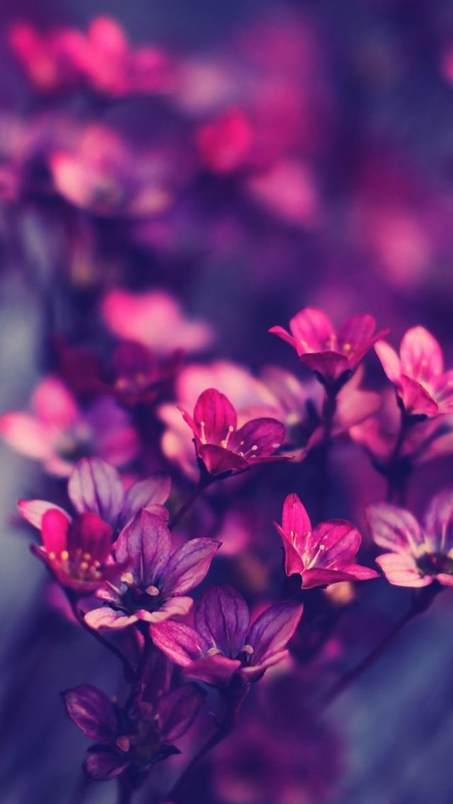 Purple wildflowers iPhone 5s Wallpaper Download | iPhone ...