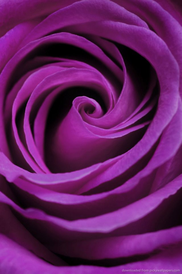 Download Purple Rose Wallpaper For iPhone 4