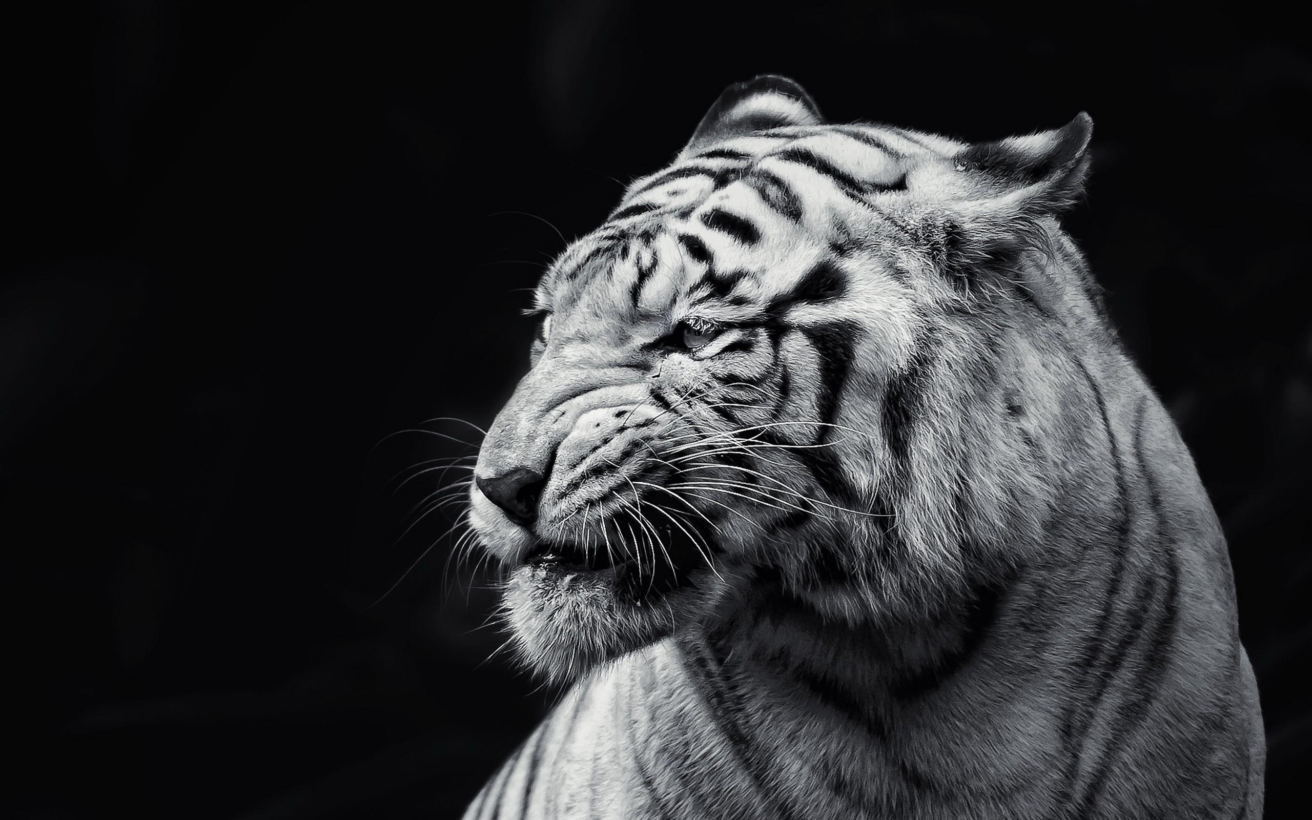 Lion Black and White High Resolution Wallpapers 6438 - Amazing