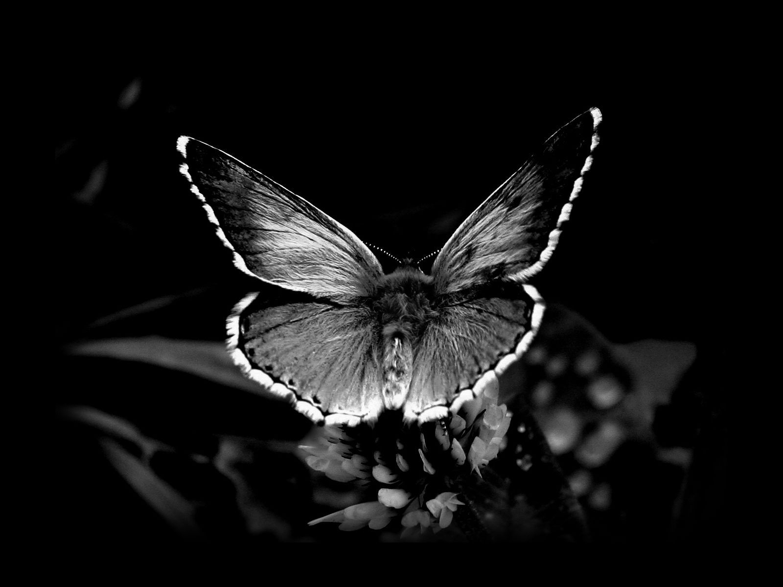 Awesome Black And White Butterfly Wallpaper HD Wallpaper
