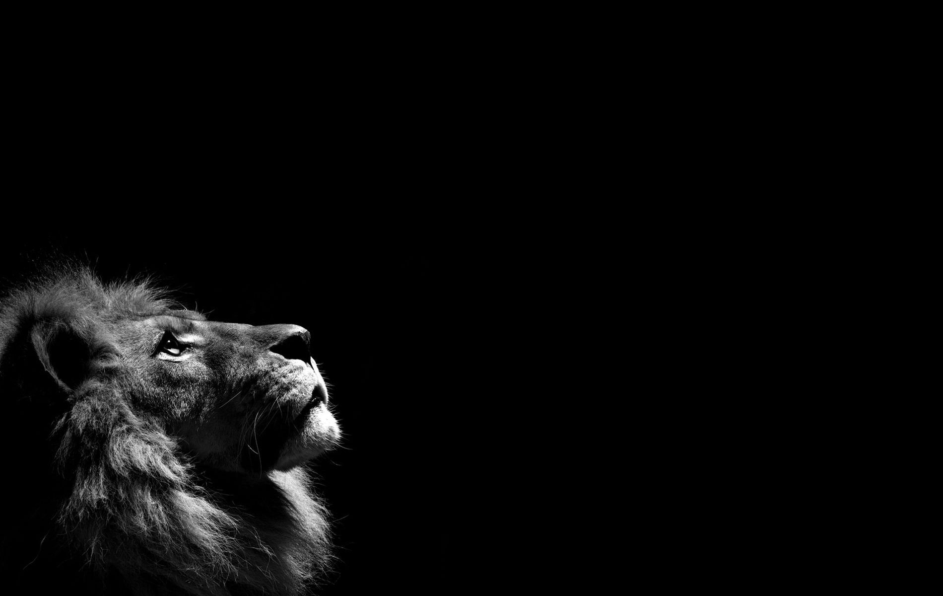 Lion Black and White High Definition Wallpapers 3119 - HD