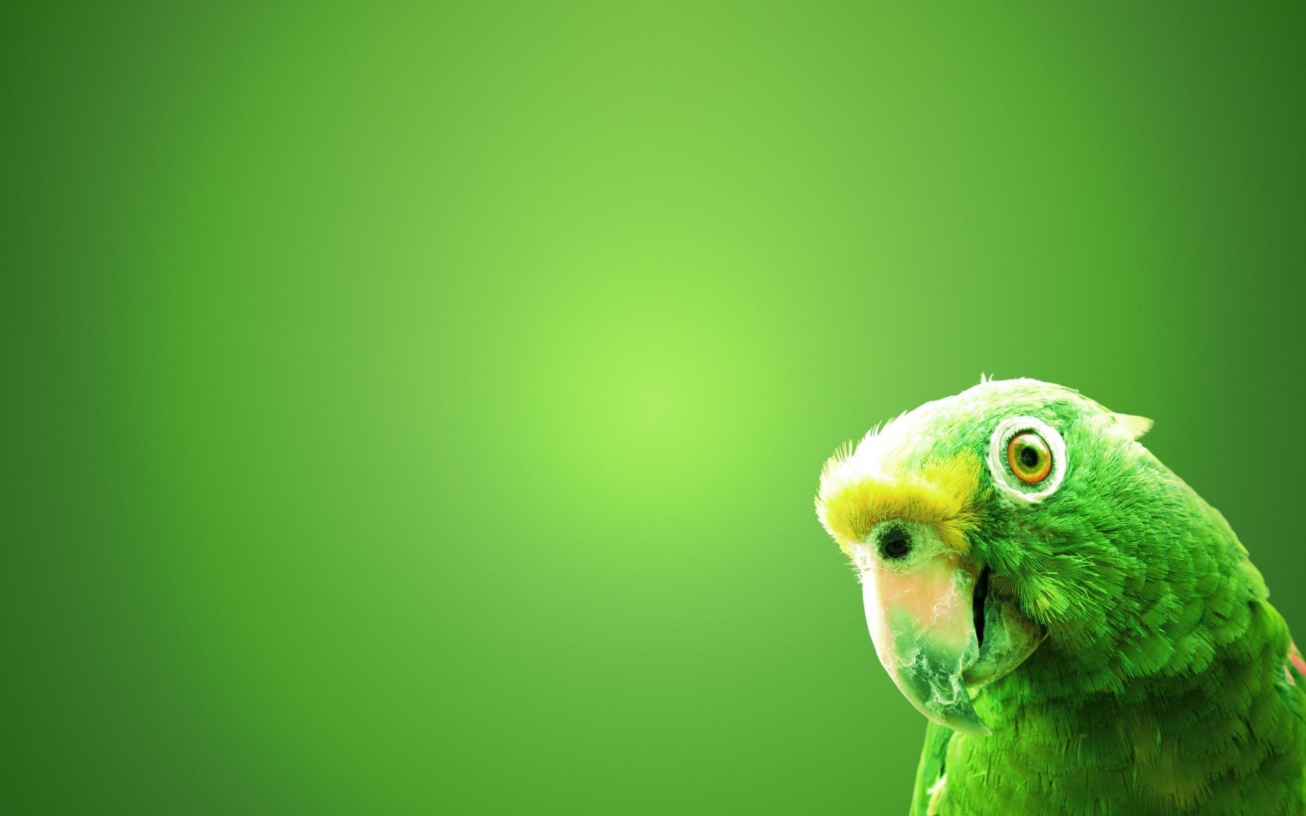 Download Green Parrot In Green Background Wallpapers Free By udhao.net