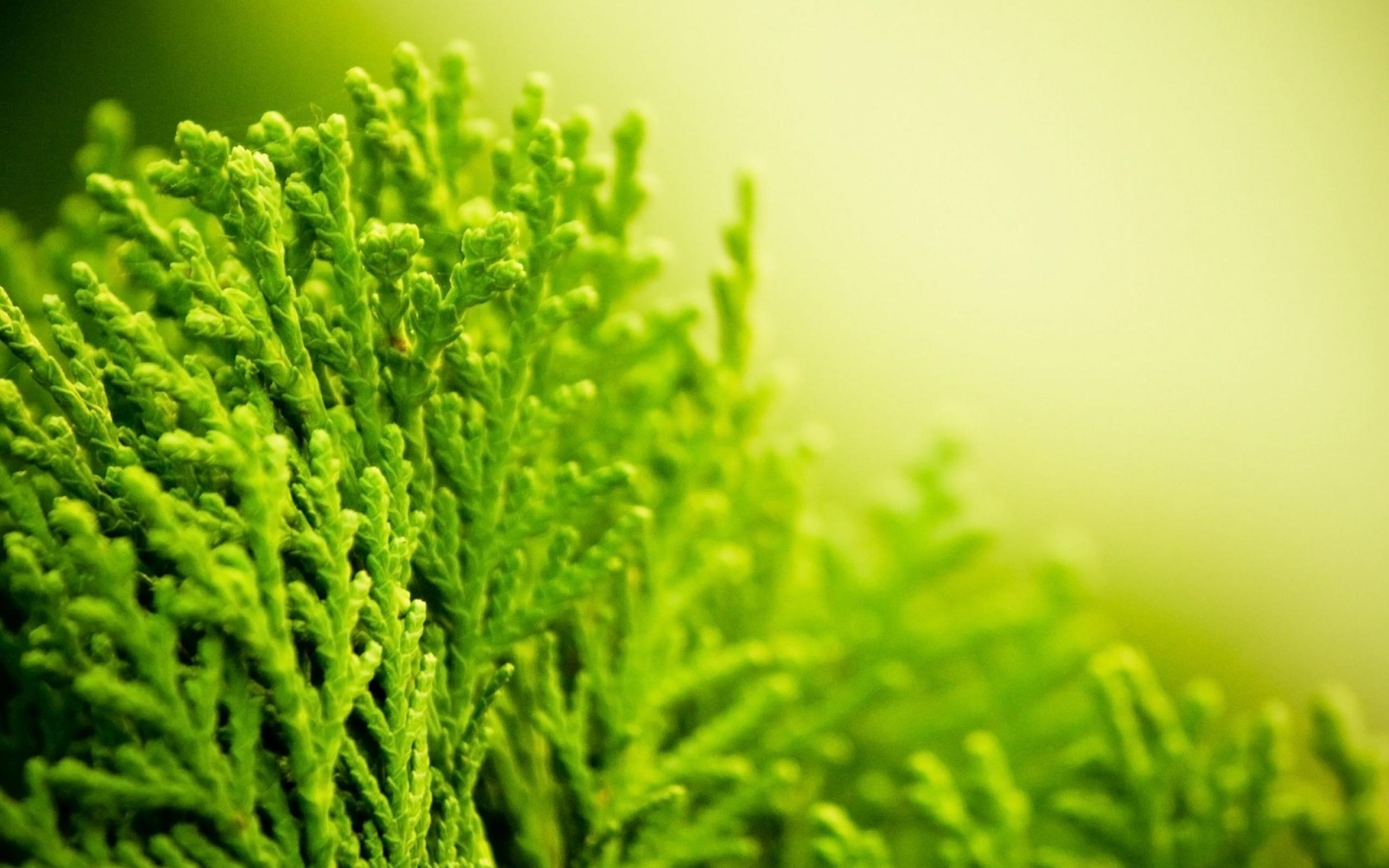 Best Green Plant Macro Wallpaper Best #10540 Wallpaper | High ...