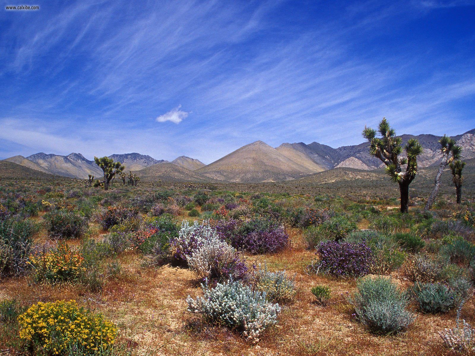 Nature Desert Bloom California Desert Conservation Area, picture