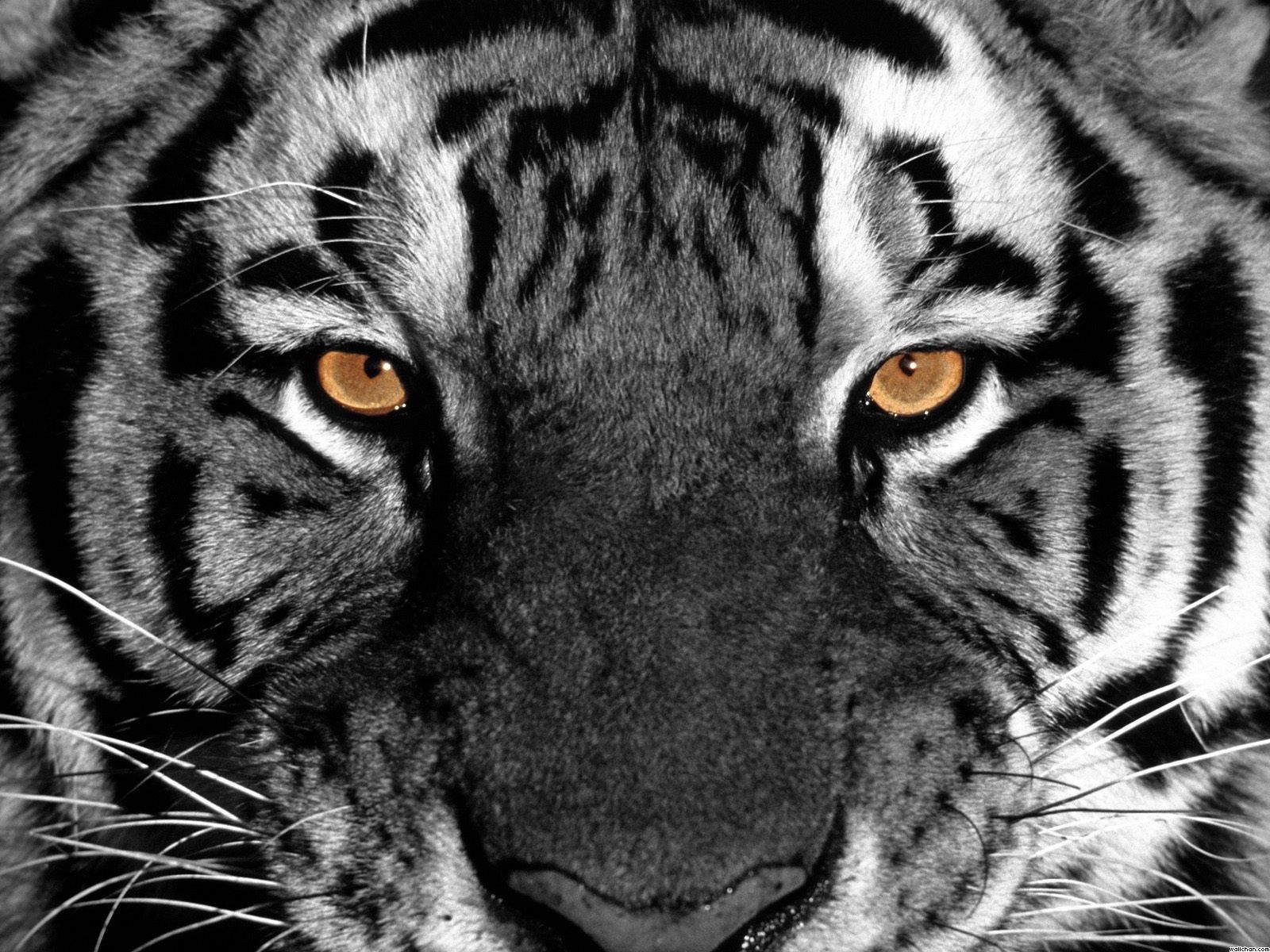 40 Gambar Hd Wallpapers Black and White Tiger terbaru 2020
