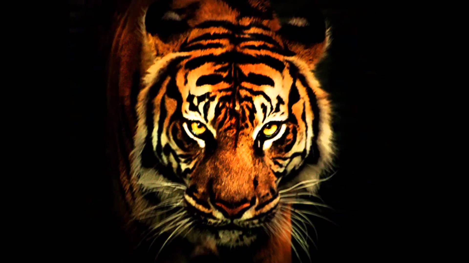 Survivor Eye Of The Tiger traduzido 1080p Hd - YouTube
