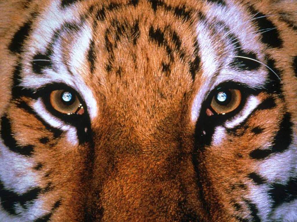 Pictures Of The Tiger - HD Wallpapers Lovely