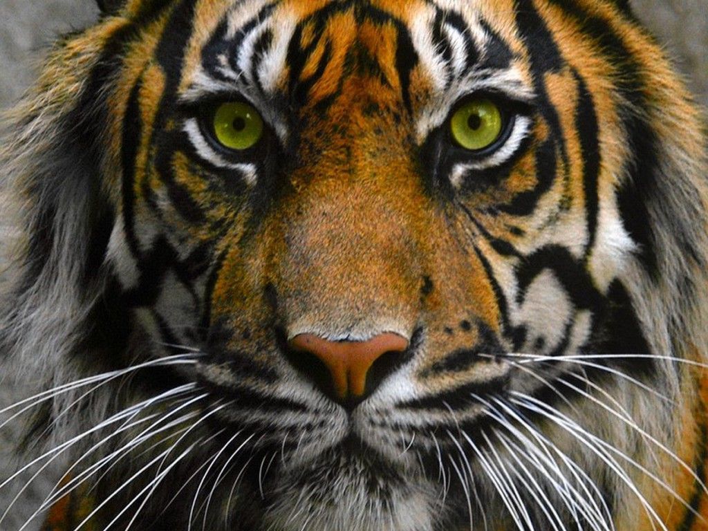 Eye Of The Tiger Pictures - Wallpaper HD Wide