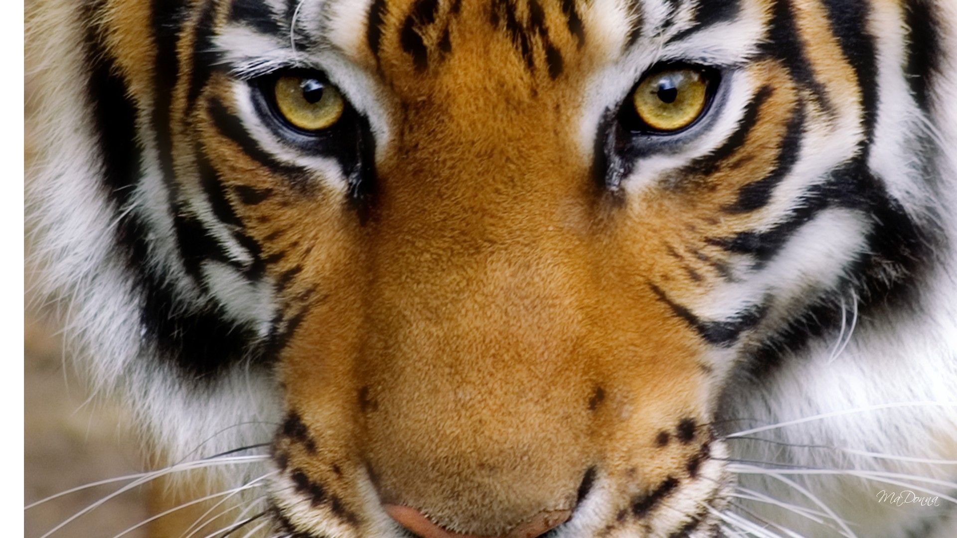 Tiger Eye Images - Wallpaper HD Wide
