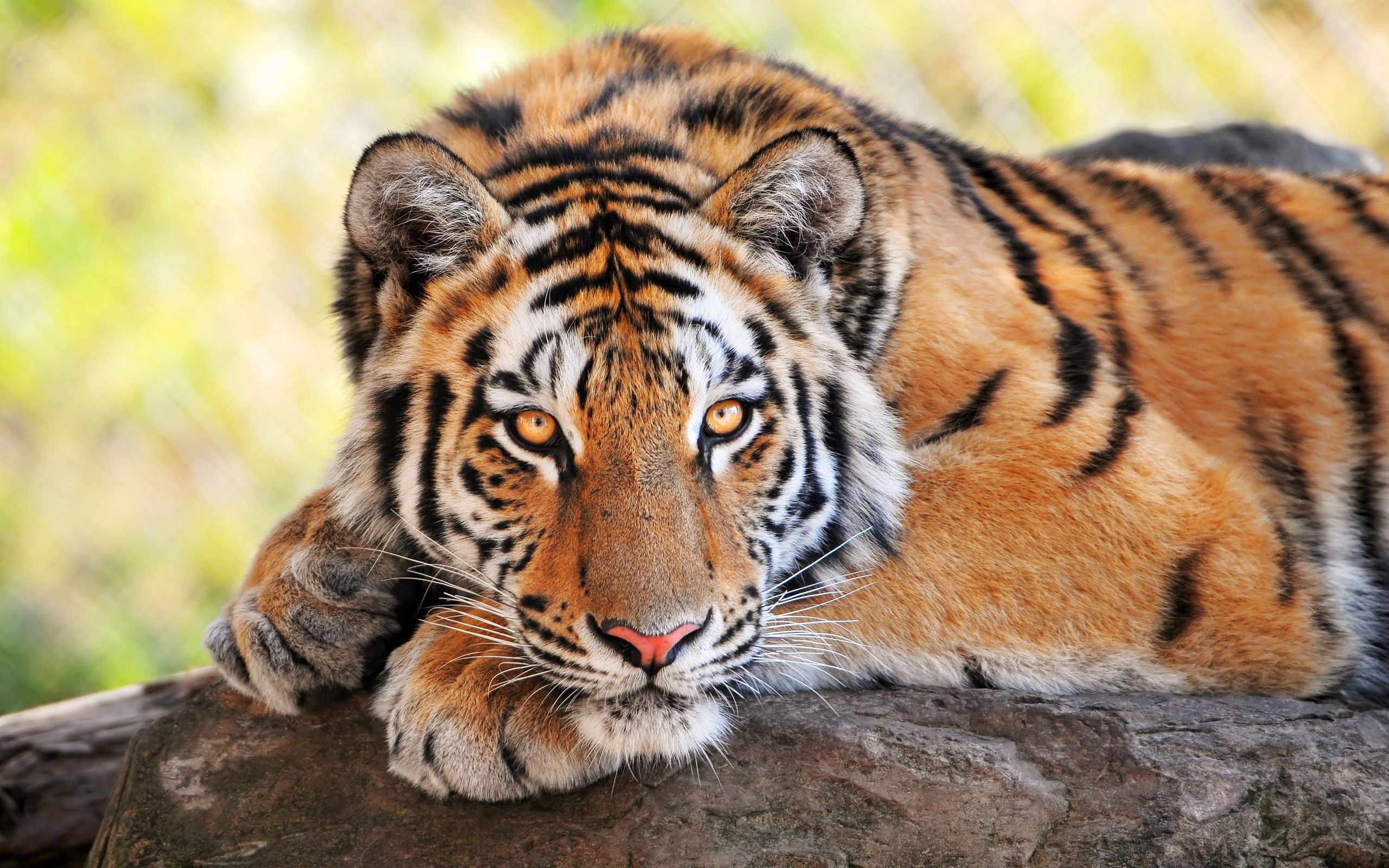 Tiger eye wallpapers and images - wallpapers, pictures, photos