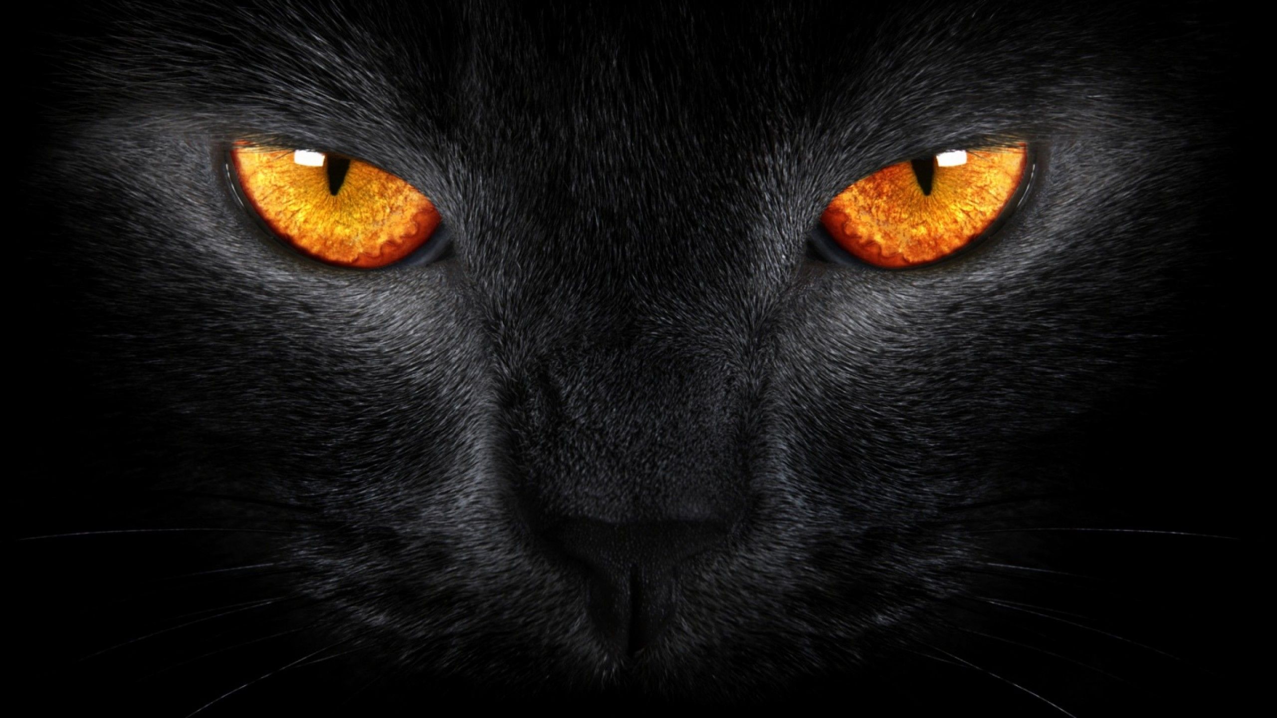Wallpapers Tiger Eye Homepage Cat Black Orange Eyes 2560x1440 ...