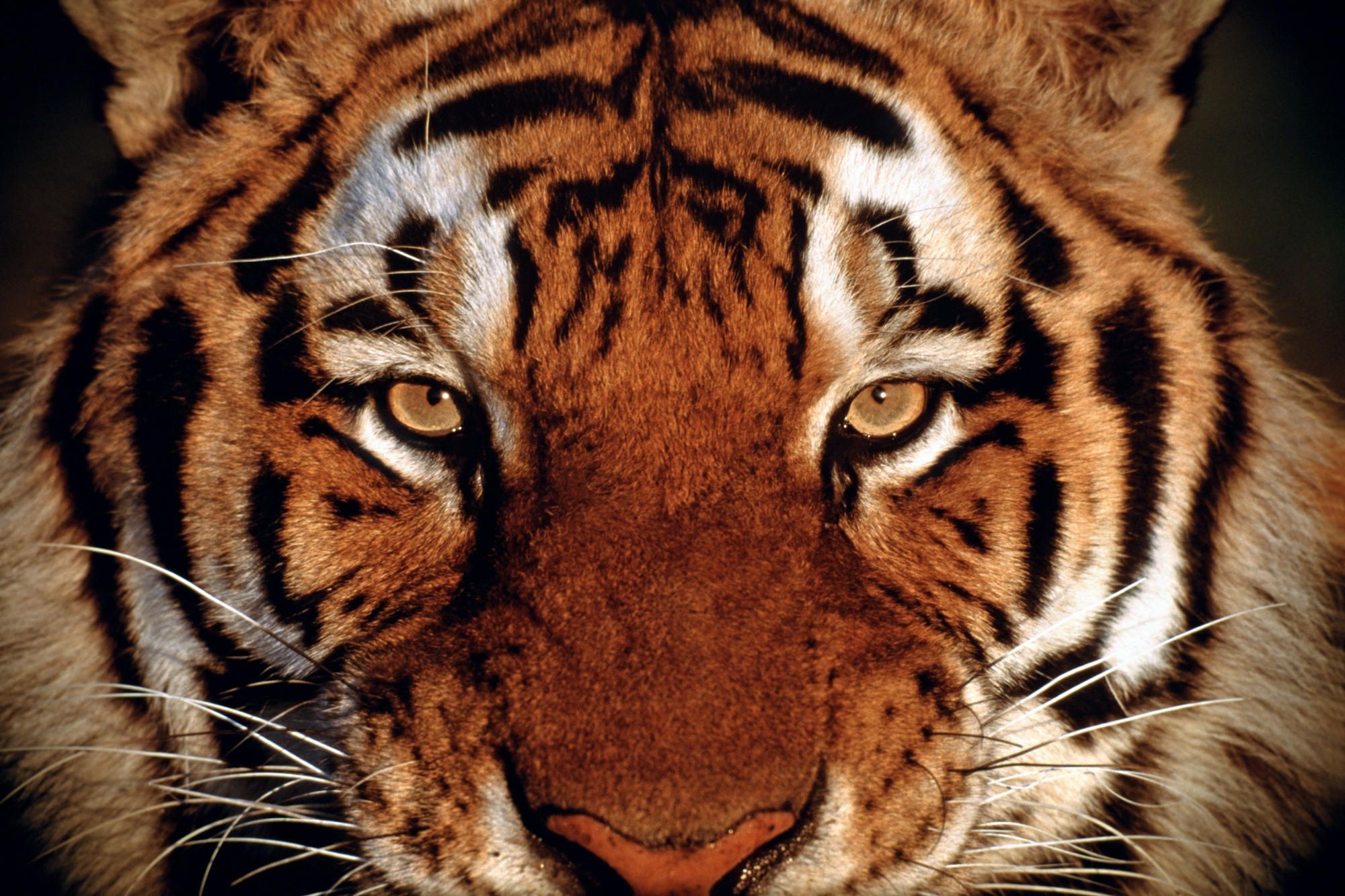 Cats: Eye Tiger Siberian Eyes Bengal Animals Tigers 6324 Full HD ...