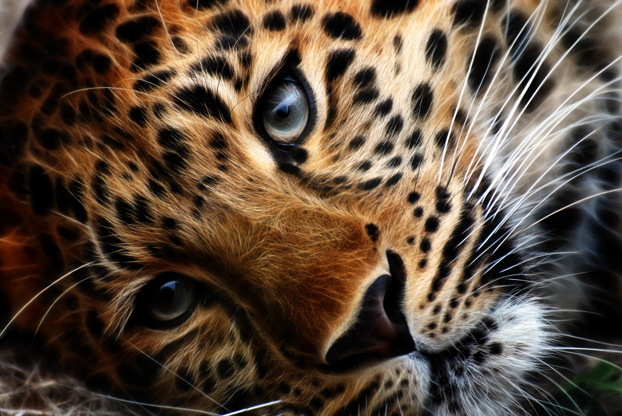 Lonesome Tiger HD desktop wallpaper : Widescreen : High Definition ...
