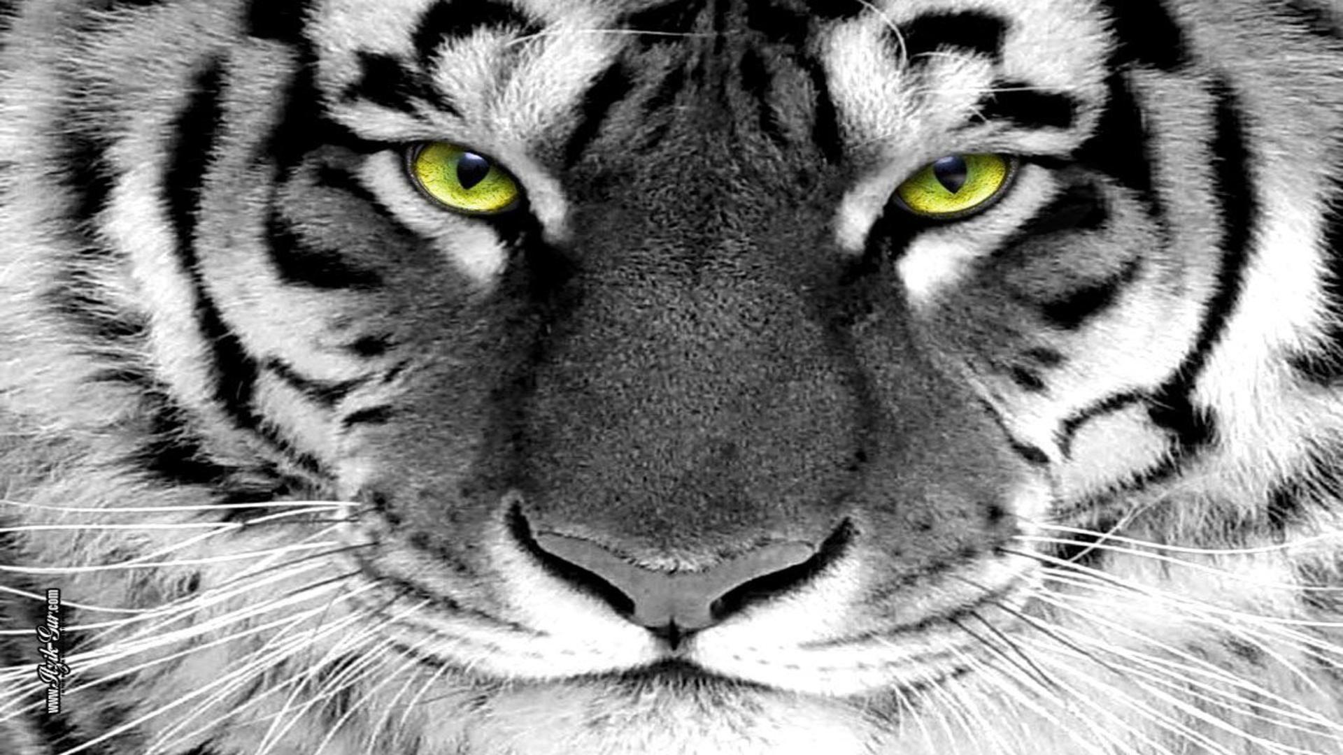 Tiger eyes green tiger eye white tiger free desktop background ...