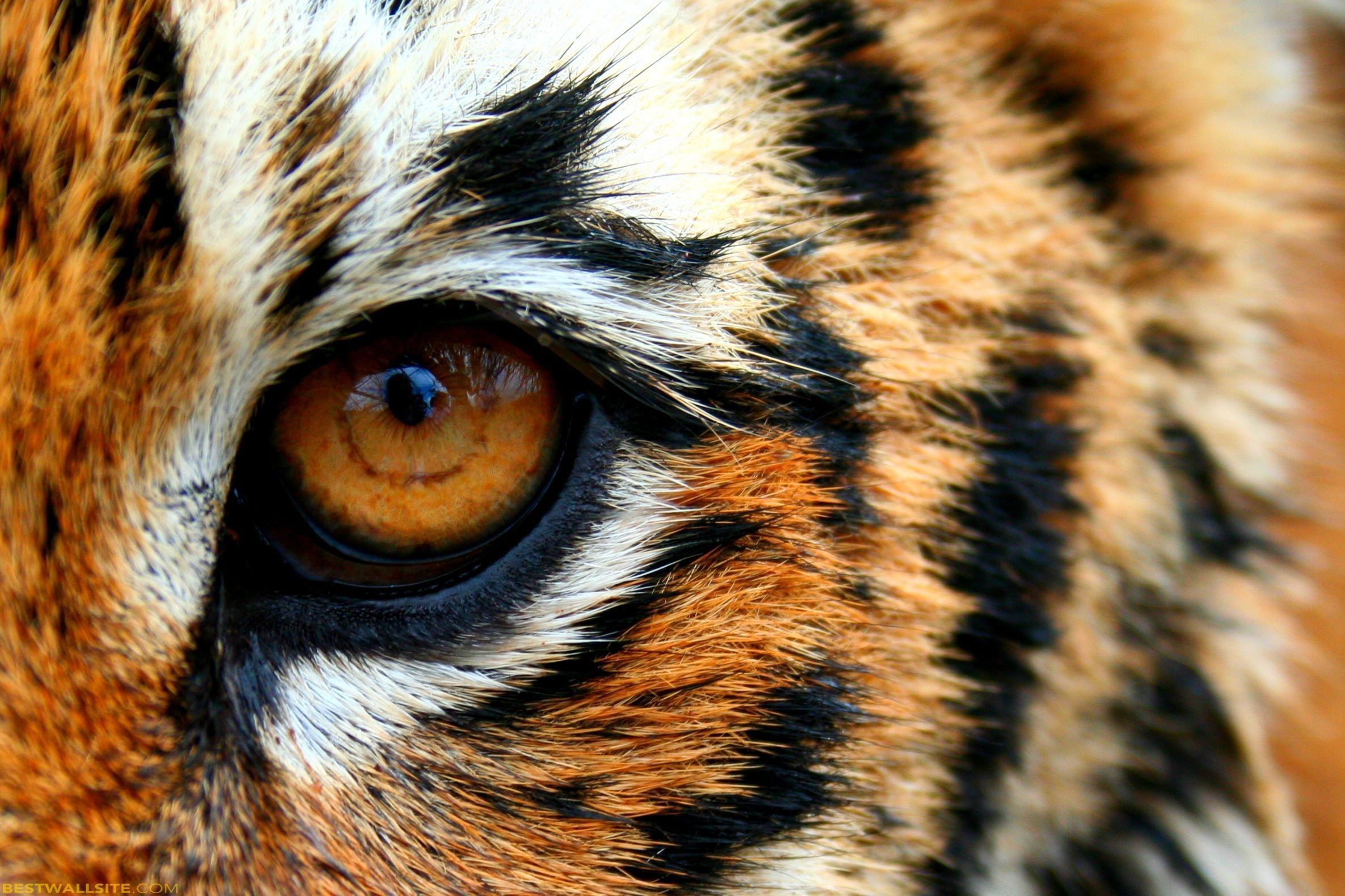 Eye Of The Tiger | BestWallSite.com