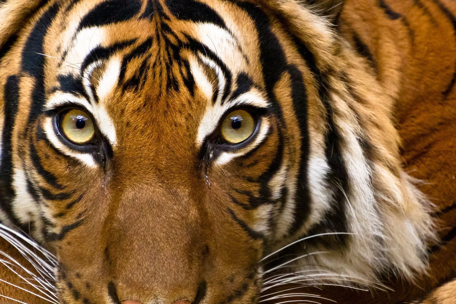 Eye of a tiger by akadime on DeviantArt